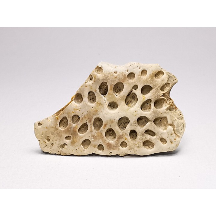 Scute de reptile - Hell Creek Formation - Dawson, Montana, USA