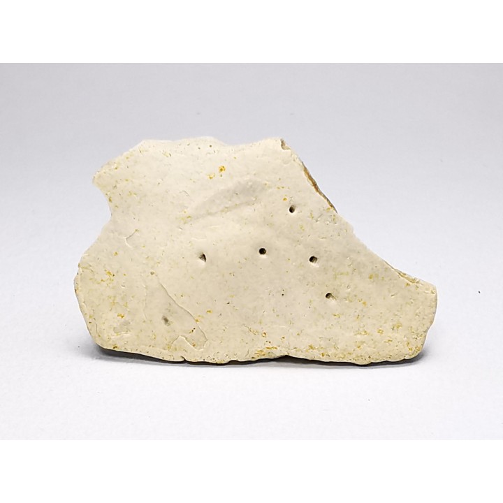 Reptile scute, Hell Creek Formation – Dawson, Montana, USA