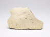 Scute de reptile - Hell Creek Formation - Dawson, Montana, USA