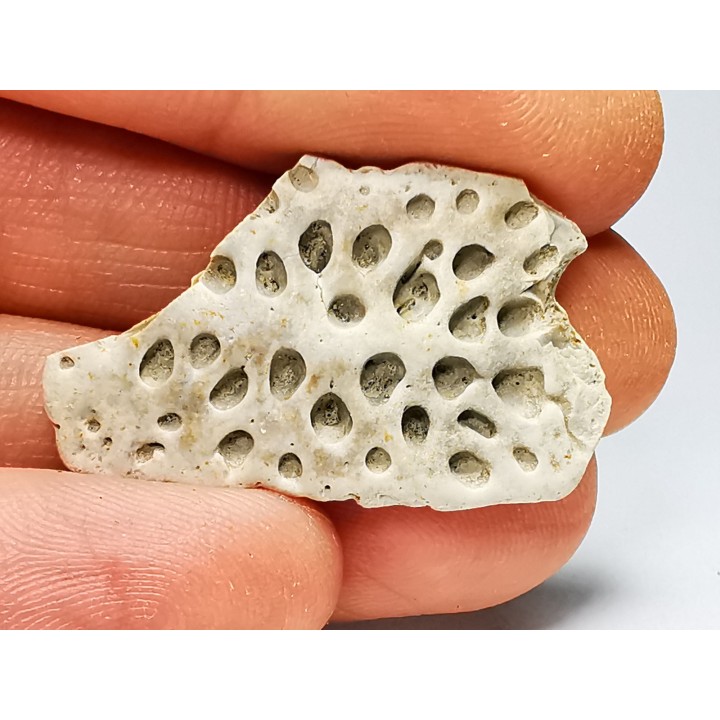 Reptile scute, Hell Creek Formation – Dawson, Montana, USA