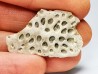 Scute de reptile - Hell Creek Formation - Dawson, Montana, USA