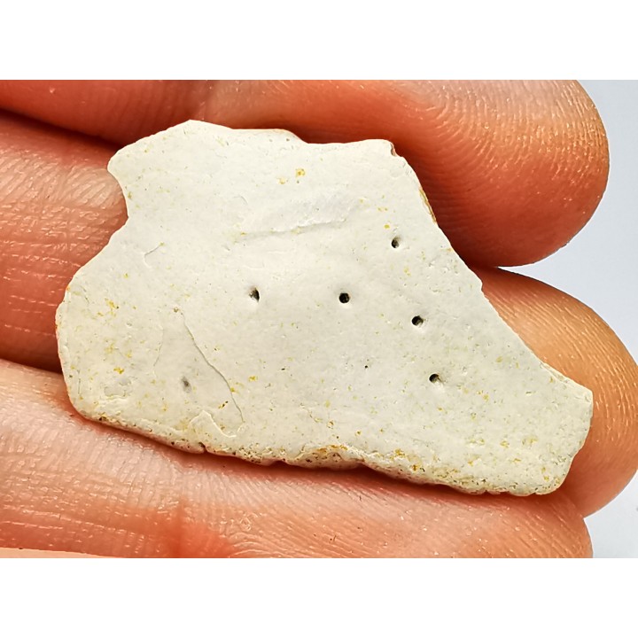 Scute de reptile - Hell Creek Formation - Dawson, Montana, USA