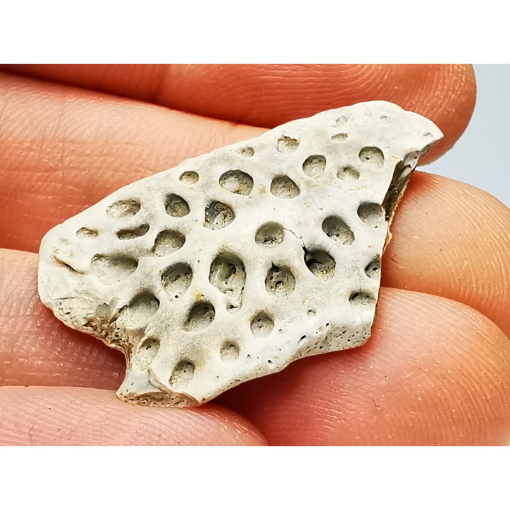 Reptile scute, Hell Creek Formation – Dawson, Montana, USA