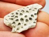 Scute de reptile - Hell Creek Formation - Dawson, Montana, USA