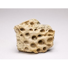 Scute de reptile - Hell Creek Formation - Dawson, Montana, USA