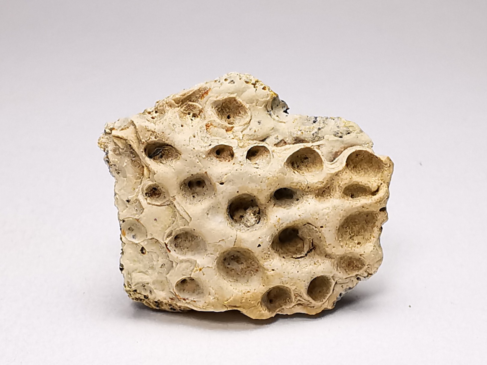 Scute de reptile - Hell Creek Formation - Dawson, Montana, USA