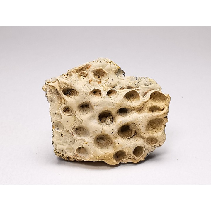 Reptile scute, Hell Creek Formation – Dawson, Montana, USA