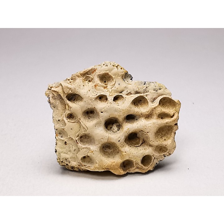 Reptile scute, Hell Creek Formation – Dawson, Montana, USA