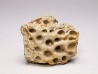 Reptile scute, Hell Creek Formation – Dawson, Montana, USA