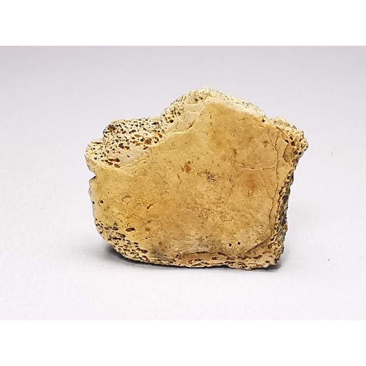 Reptile scute, Hell Creek Formation – Dawson, Montana, USA