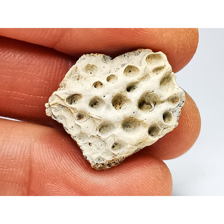 Reptile scute, Hell Creek Formation – Dawson, Montana, USA