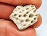 Reptile scute, Hell Creek Formation – Dawson, Montana, USA