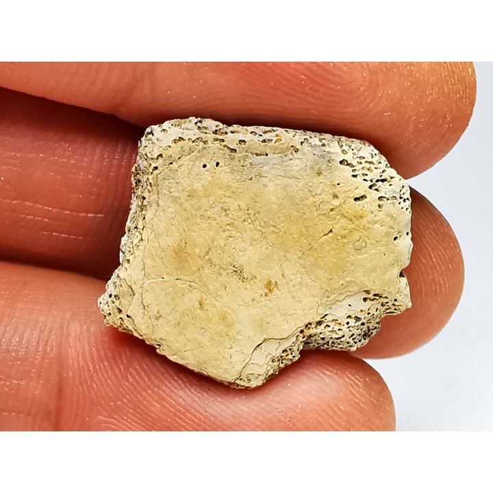 Reptile scute, Hell Creek Formation – Dawson, Montana, USA
