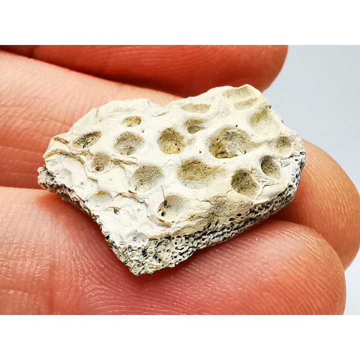 Reptile scute, Hell Creek Formation – Dawson, Montana, USA