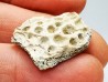 Reptile scute, Hell Creek Formation – Dawson, Montana, USA