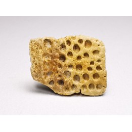 Reptile scute, Hell Creek Formation – Dawson, Montana, USA