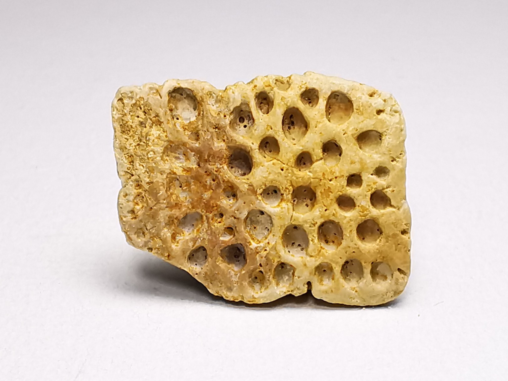Scute de reptile - Hell Creek Formation - Dawson, Montana, USA