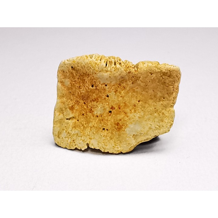 Reptile scute, Hell Creek Formation – Dawson, Montana, USA
