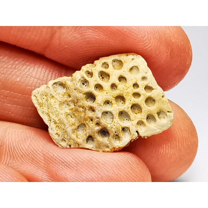 Reptile scute, Hell Creek Formation – Dawson, Montana, USA
