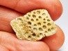 Scute de reptile - Hell Creek Formation - Dawson, Montana, USA