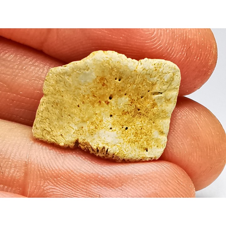 Reptile scute, Hell Creek Formation – Dawson, Montana, USA