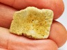 Scute de reptile - Hell Creek Formation - Dawson, Montana, USA