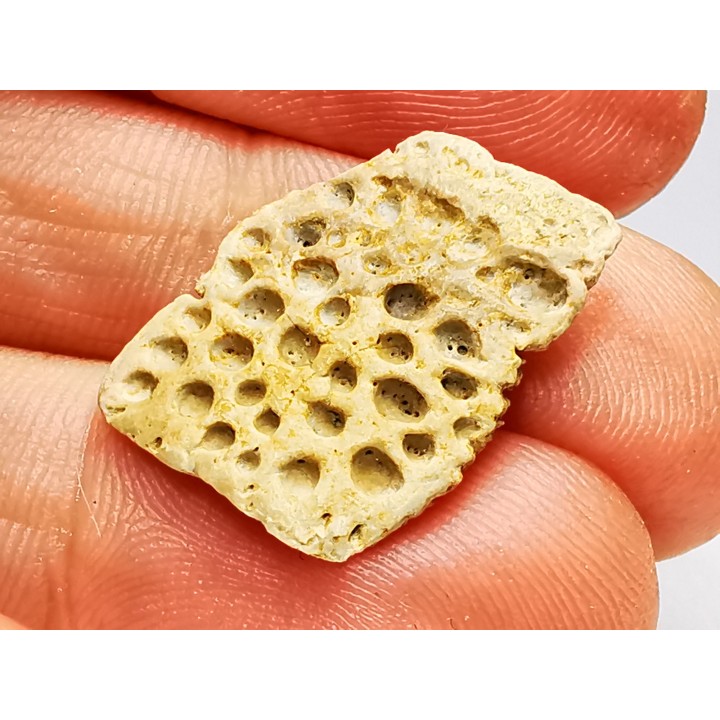 Reptile scute, Hell Creek Formation – Dawson, Montana, USA