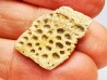 Scute de reptile - Hell Creek Formation - Dawson, Montana, USA