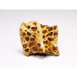 Scute de reptile - Hell Creek Formation - Dawson, Montana, USA