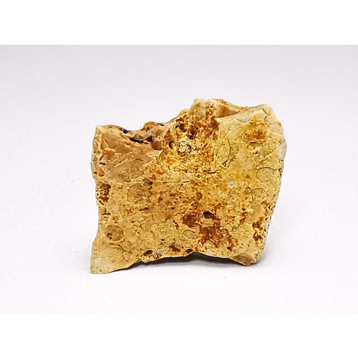 Reptile scute, Hell Creek Formation – Dawson, Montana, USA
