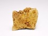 Scute de reptile - Hell Creek Formation - Dawson, Montana, USA