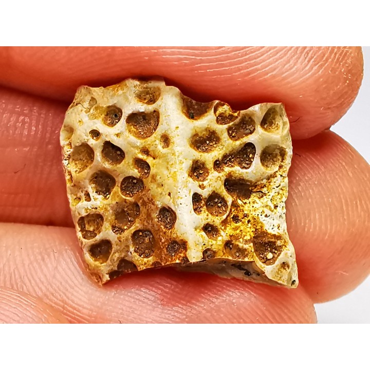 Reptile scute, Hell Creek Formation – Dawson, Montana, USA