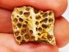 Scute de reptile - Hell Creek Formation - Dawson, Montana, USA