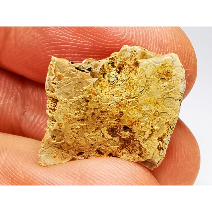 Reptile scute, Hell Creek Formation – Dawson, Montana, USA