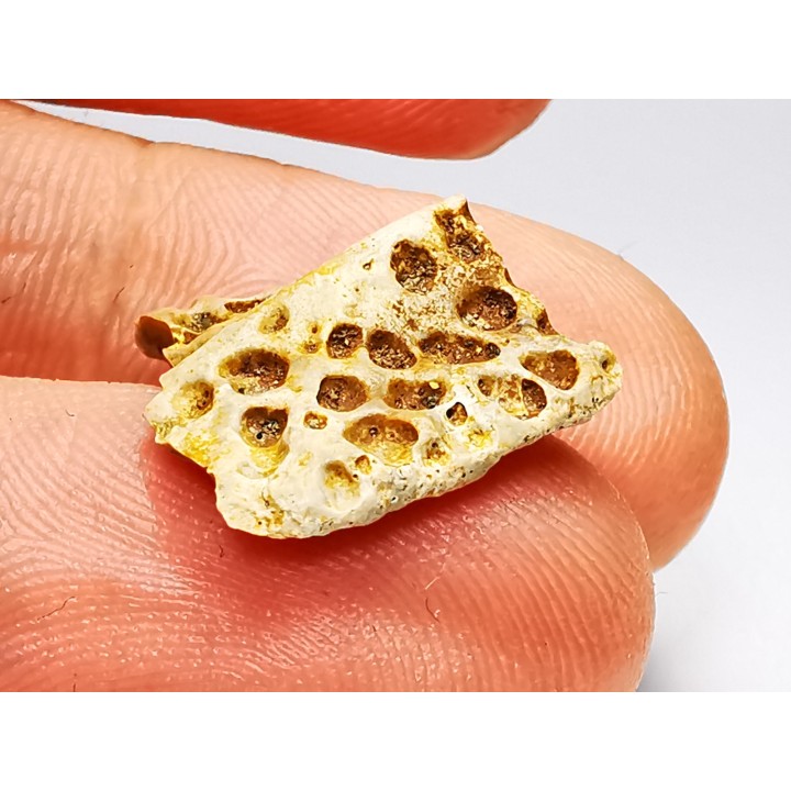 Reptile scute, Hell Creek Formation – Dawson, Montana, USA