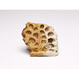 Scute de reptile - Hell Creek Formation - Dawson, Montana, USA