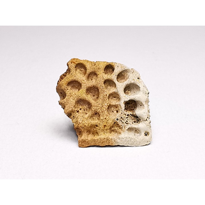 Reptile scute, Hell Creek Formation – Dawson, Montana, USA