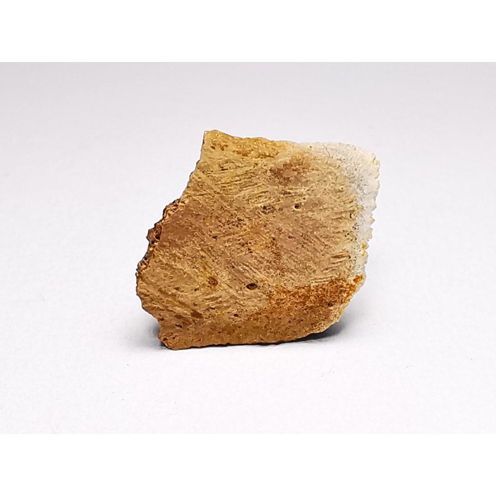 Reptile scute, Hell Creek Formation – Dawson, Montana, USA