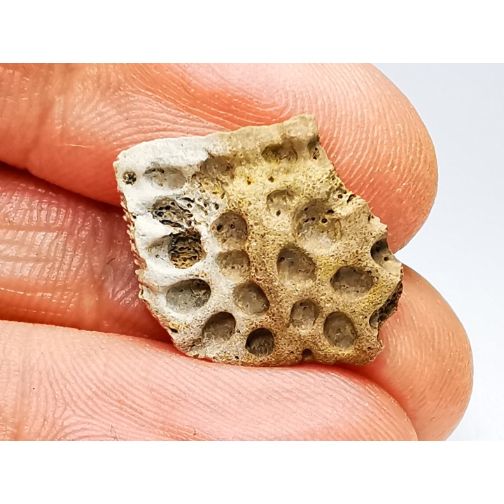 Reptile scute, Hell Creek Formation – Dawson, Montana, USA