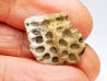 Reptile scute, Hell Creek Formation – Dawson, Montana, USA