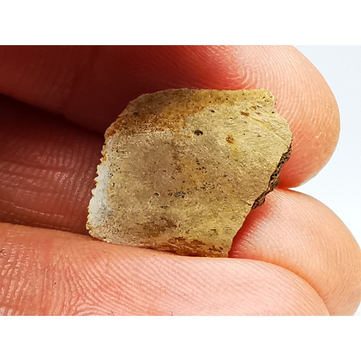 Scute de reptile - Hell Creek Formation - Dawson, Montana, USA
