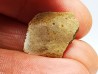Scute de reptile - Hell Creek Formation - Dawson, Montana, USA