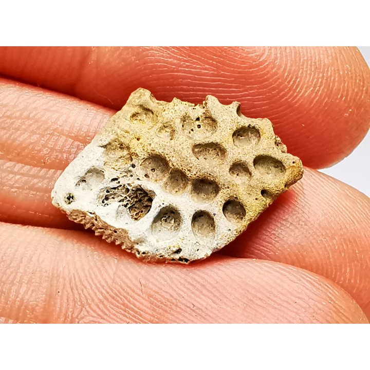 Reptile scute, Hell Creek Formation – Dawson, Montana, USA
