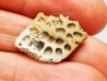 Scute de reptile - Hell Creek Formation - Dawson, Montana, USA