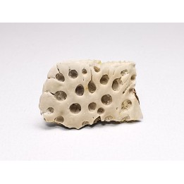 Scute de reptile - Hell Creek Formation - Dawson, Montana, USA