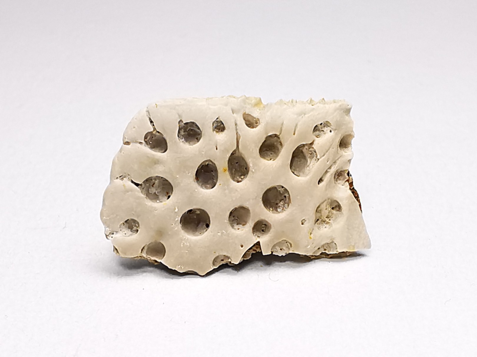 Scute de reptile - Hell Creek Formation - Dawson, Montana, USA