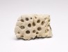 Reptile scute, Hell Creek Formation – Dawson, Montana, USA
