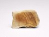 Reptile scute, Hell Creek Formation – Dawson, Montana, USA