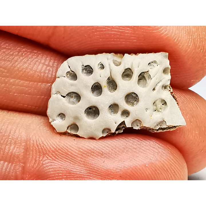 Reptile scute, Hell Creek Formation – Dawson, Montana, USA