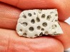 Scute de reptile - Hell Creek Formation - Dawson, Montana, USA